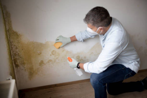 Mold Remediation for Vacation Homes in Hudson Falls, NY